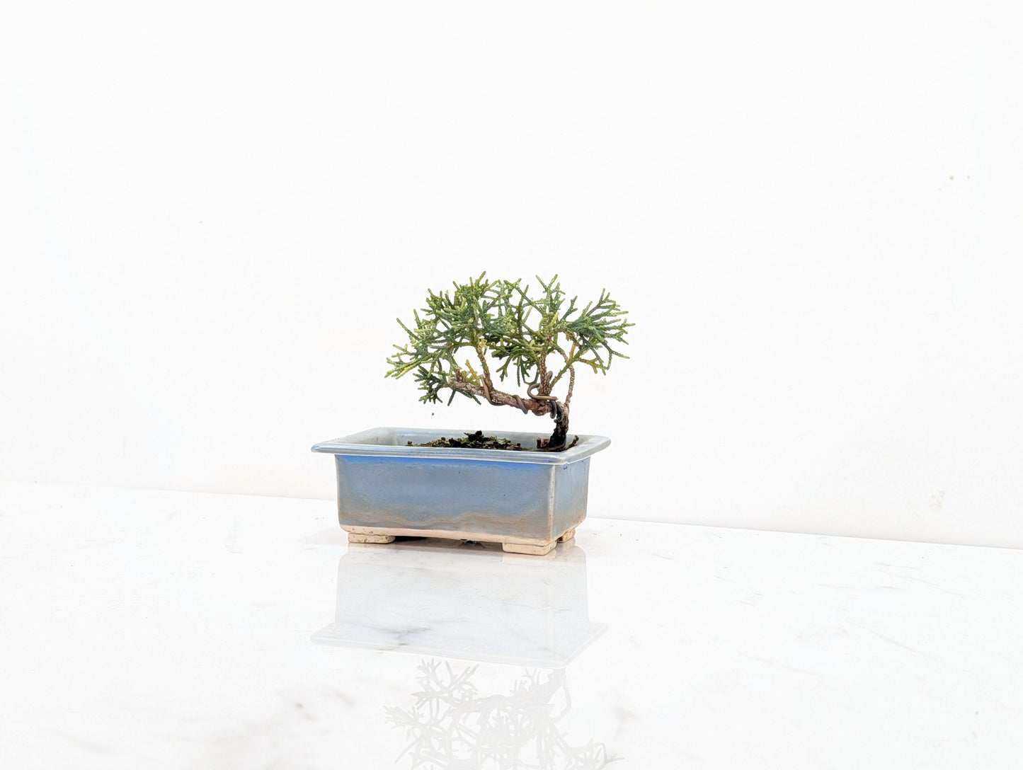 Juniper -Juniperus Chinesis Blaauw