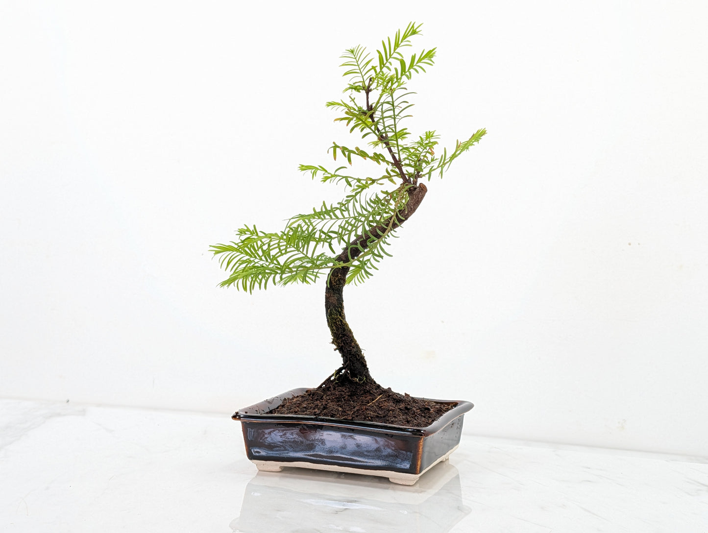 Dawn Redwood Bonsai Starter Tree