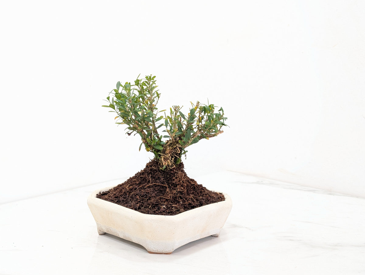 Chinese Box  Bonsai   - 14 cm Romantic Cream Dish