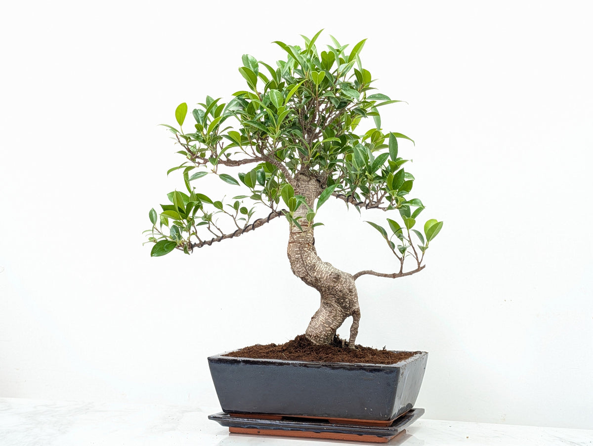 Banyan Fig Bonsai -25cm Blue Pot /Tray + Care Kit