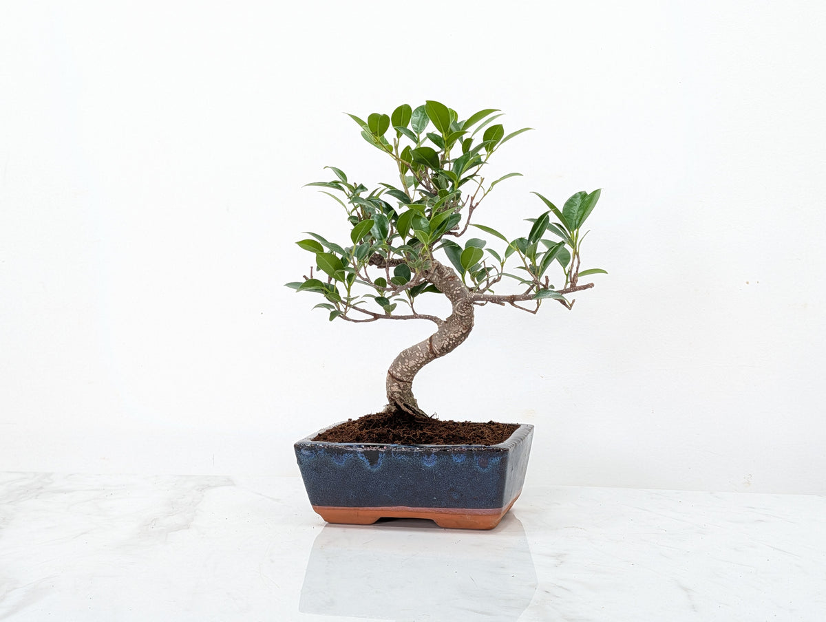 Banyan Fig Bonsai -15cm Navy Pot