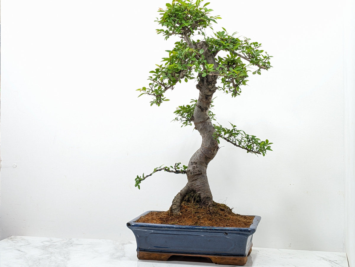Large Chinese Elm Bonsai in 30cm Blue Ceramic Pot