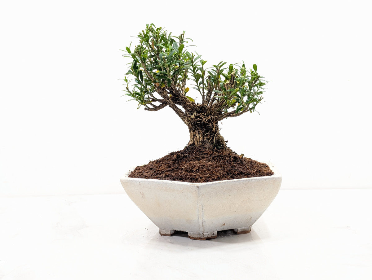 Chinese Box  Bonsai - Buxus  - 17cm Hexagon Dish