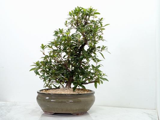 Satsuki Azalea Bonsai & Care Kit