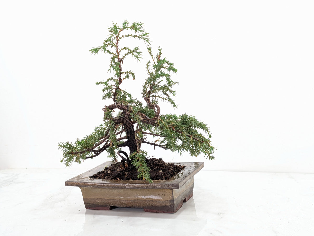 Juniper -Juniperus communis - Bonsai  - 17.5cm Tundra Large Rimmed Dish