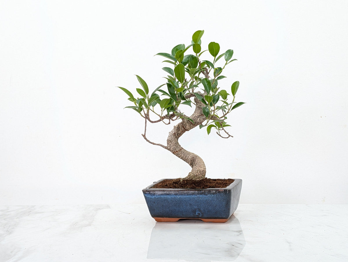 Banyan Fig Bonsai -15cm Navy Pot