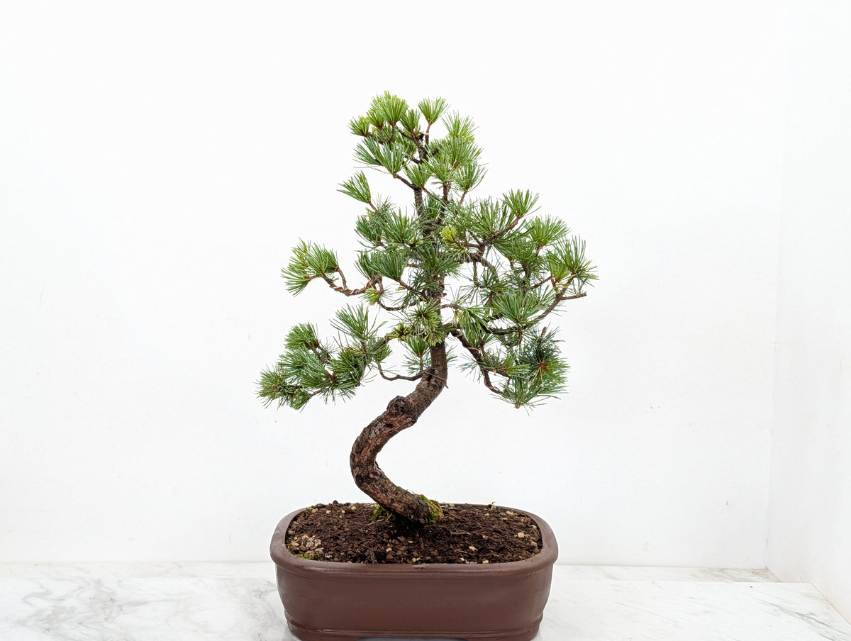 Japanese White Pine Bonsai