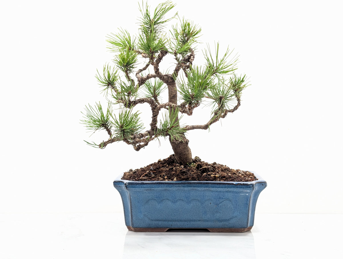 Mugo Pine Bonsai