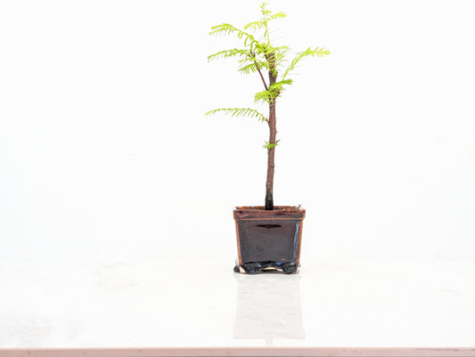 Dawn Redwood Bonsai Starter Tree