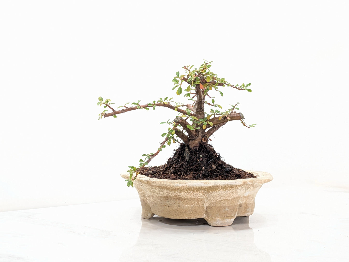 Cotoneaster Bonsai Starter Tree