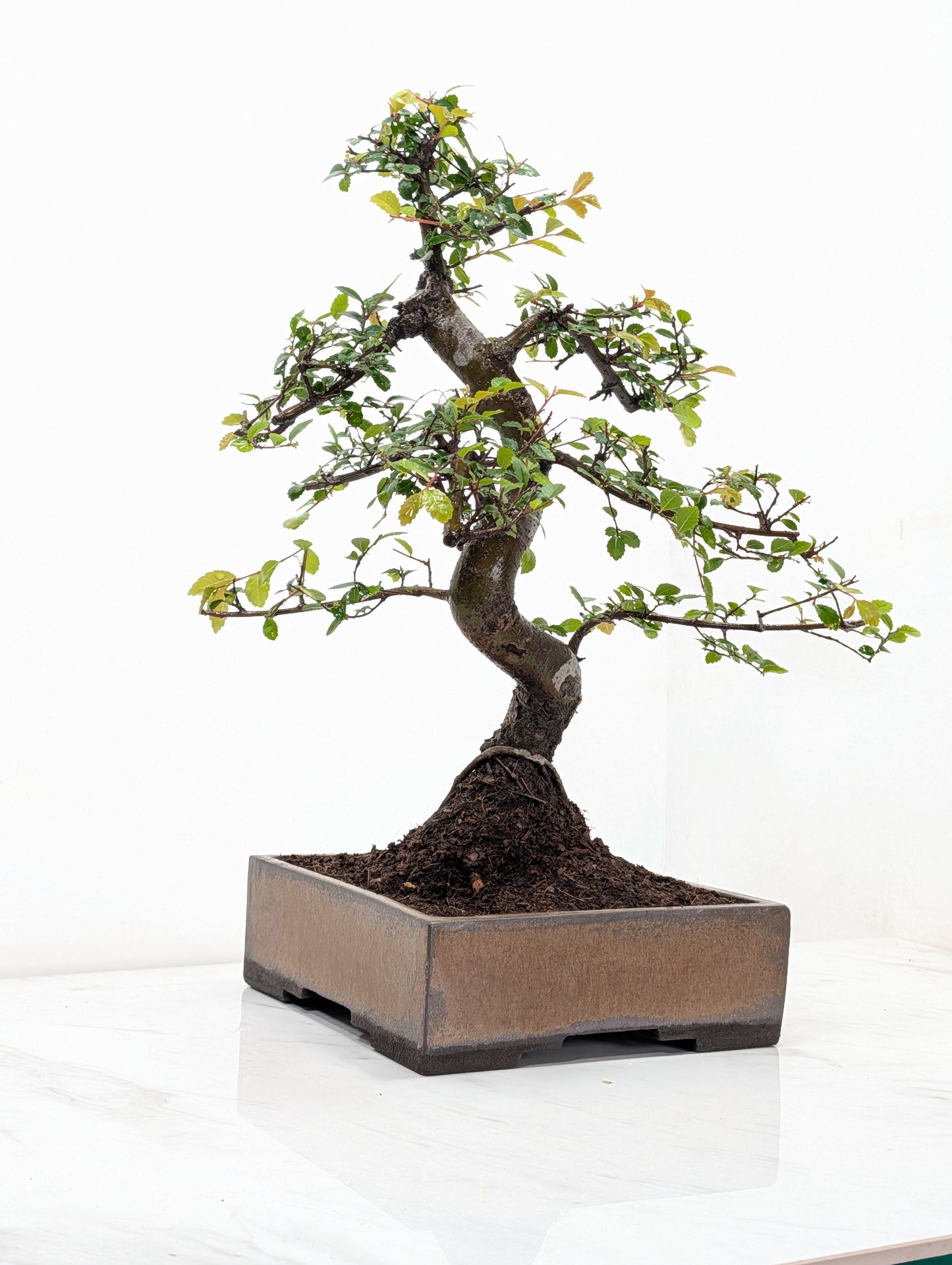 Chinese Elm Bonsai and Care Kit in 17cm Venus Brown Ceramic Dish