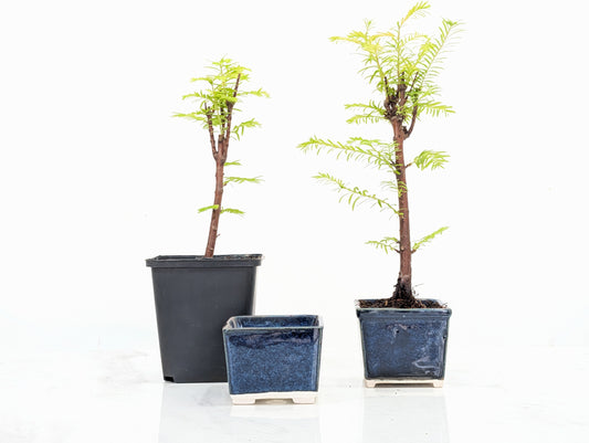 Dawn Redwood  Bonsai Starter Bundle