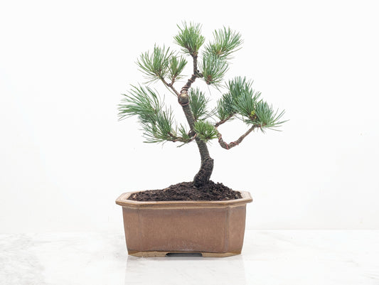 Japanese White Pine Bonsai