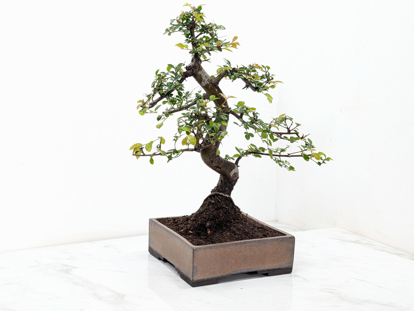 Chinese Elm Bonsai and Care Kit in 17cm Venus Brown Ceramic Dish