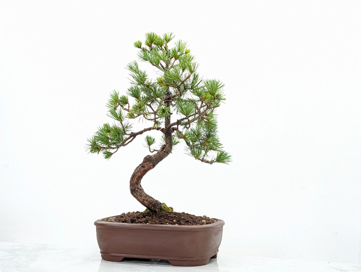 Japanese White Pine Bonsai