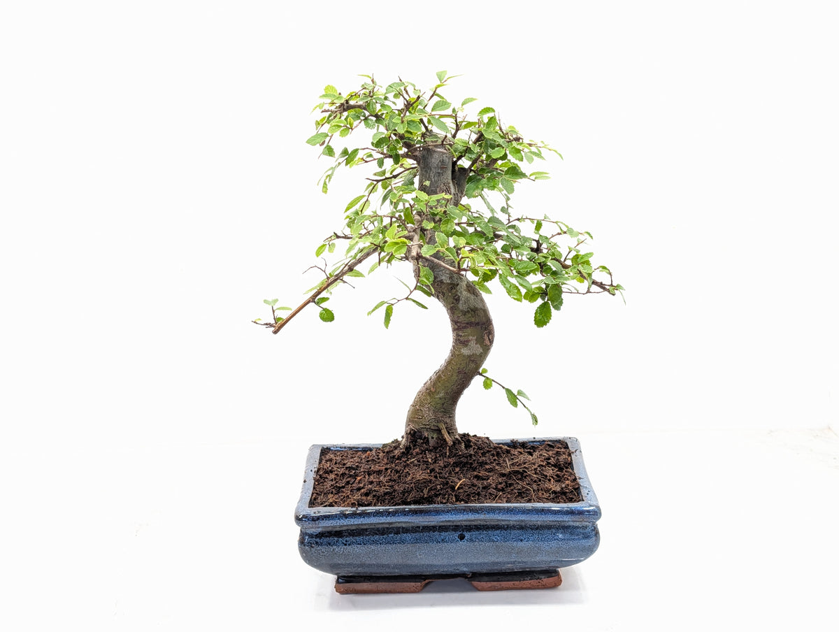 Chinese Elm Bonsai and Care Kit in 18cm Navy Ceramic Pot