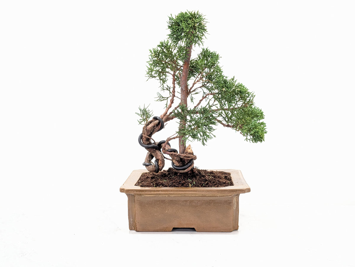 Juniper - Japanese Imported Bonsai