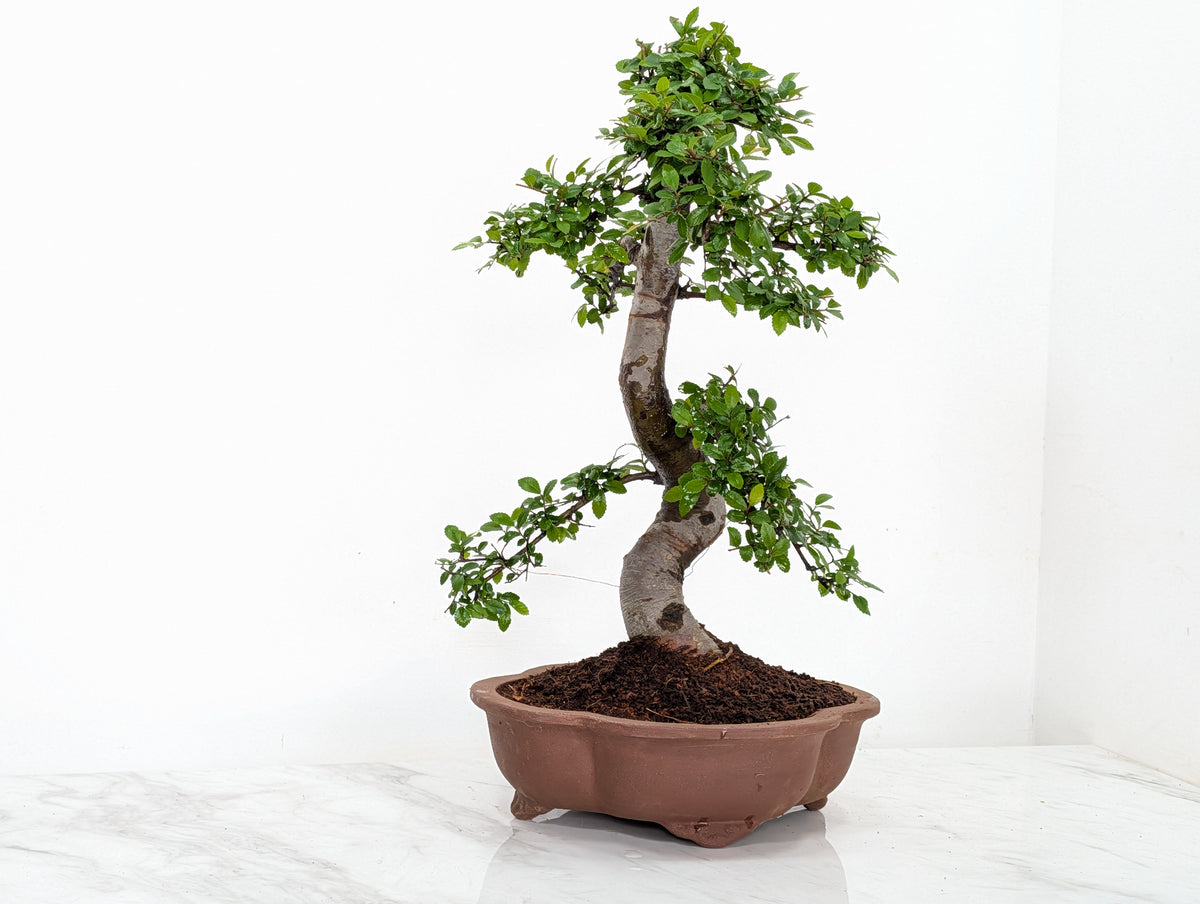 Large Chinese Elm Bonsai in 26cm Lotus Bonsai Pot