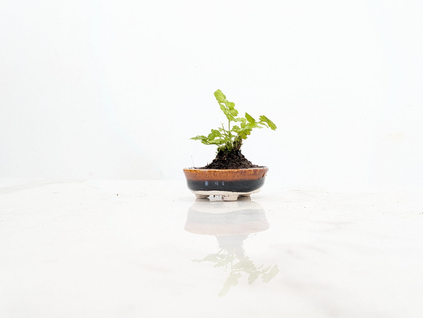 Kusamono - 'Accent Plant - 'Simple Fern'