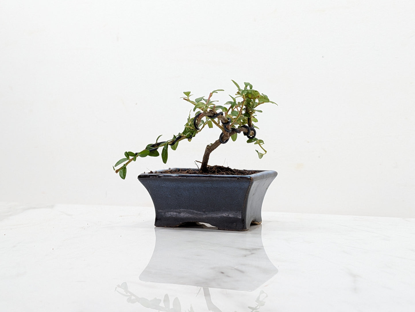 Cotoneaster Bonsai Starter Tree