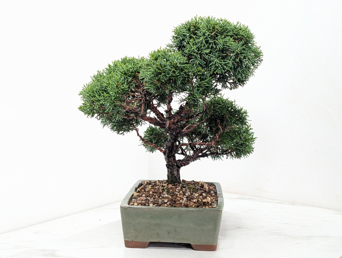 Juniper - Japanese Imported Bonsai