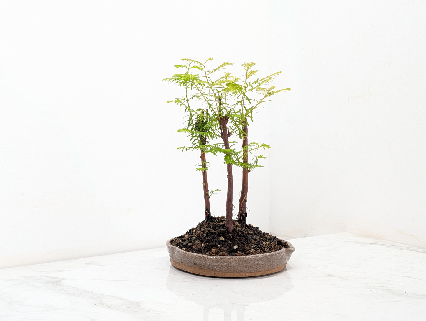Dawn Redwood Bonsai 3 Tree Group