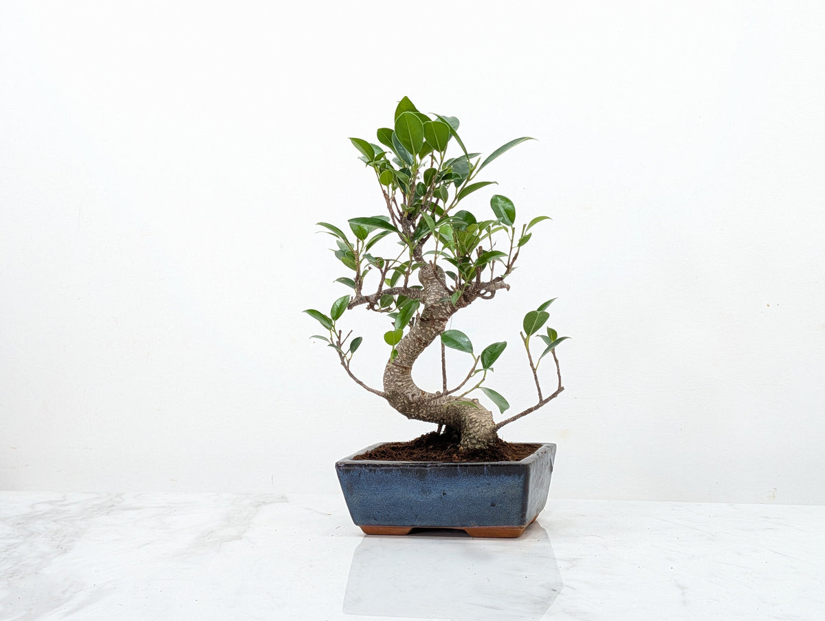 Banyan Fig Bonsai -15cm Navy Pot