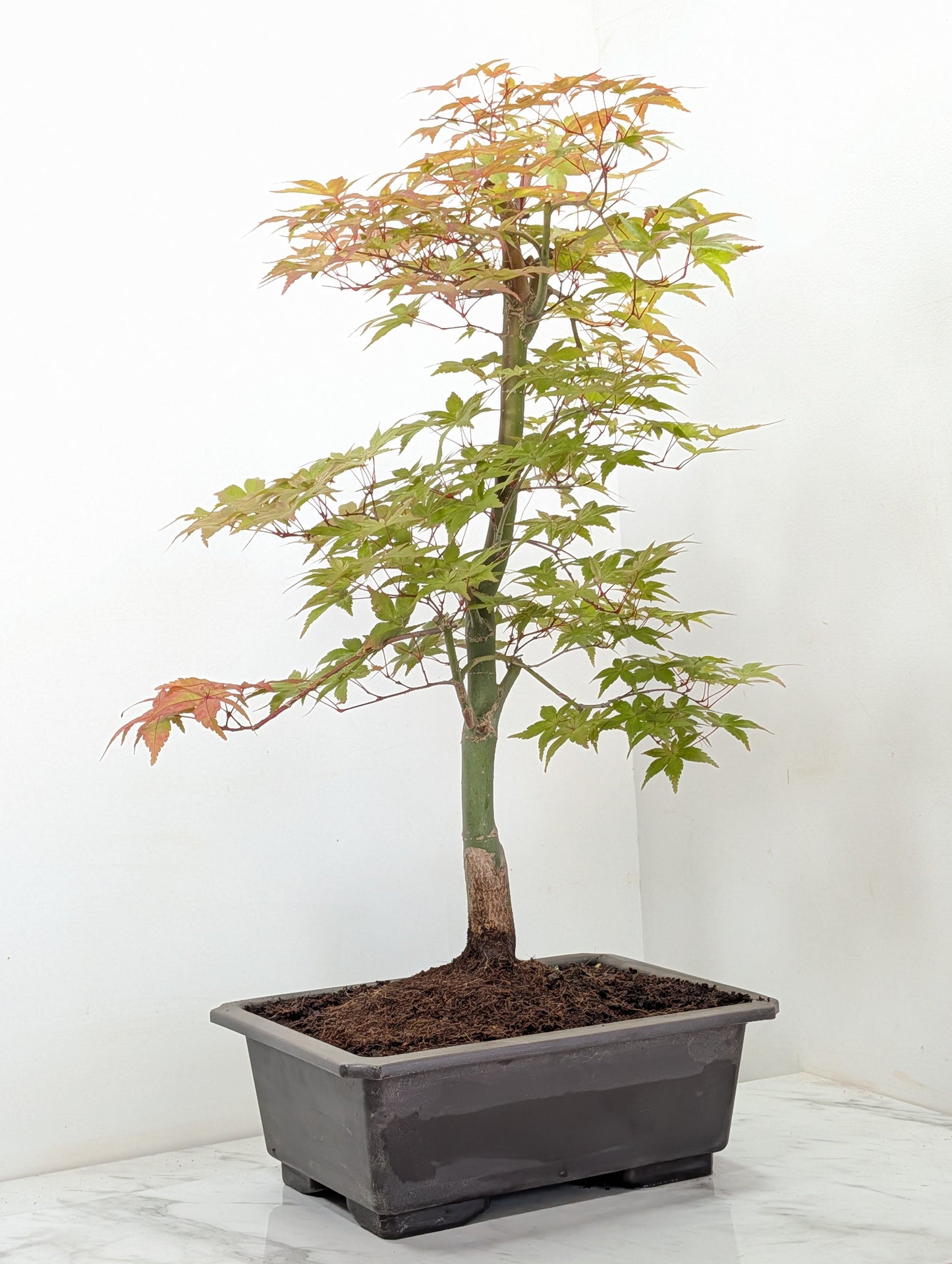 'Deshojo' Japanese Maple Bonsai