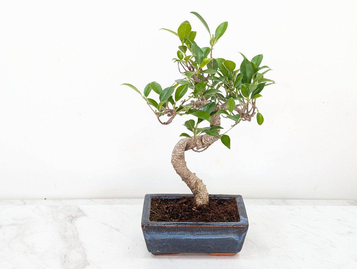 Banyan Fig Bonsai -15cm Navy Pot