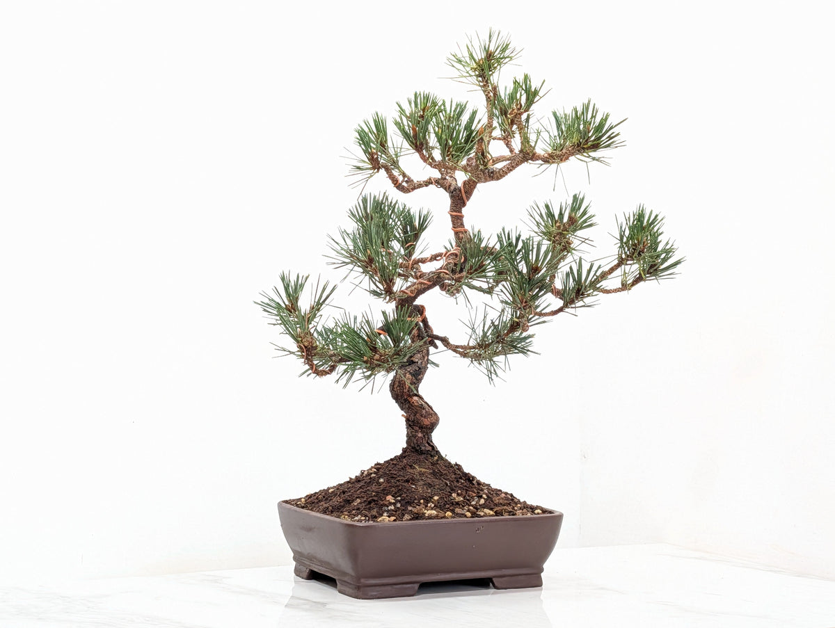 Japanese Black Pine Bonsai