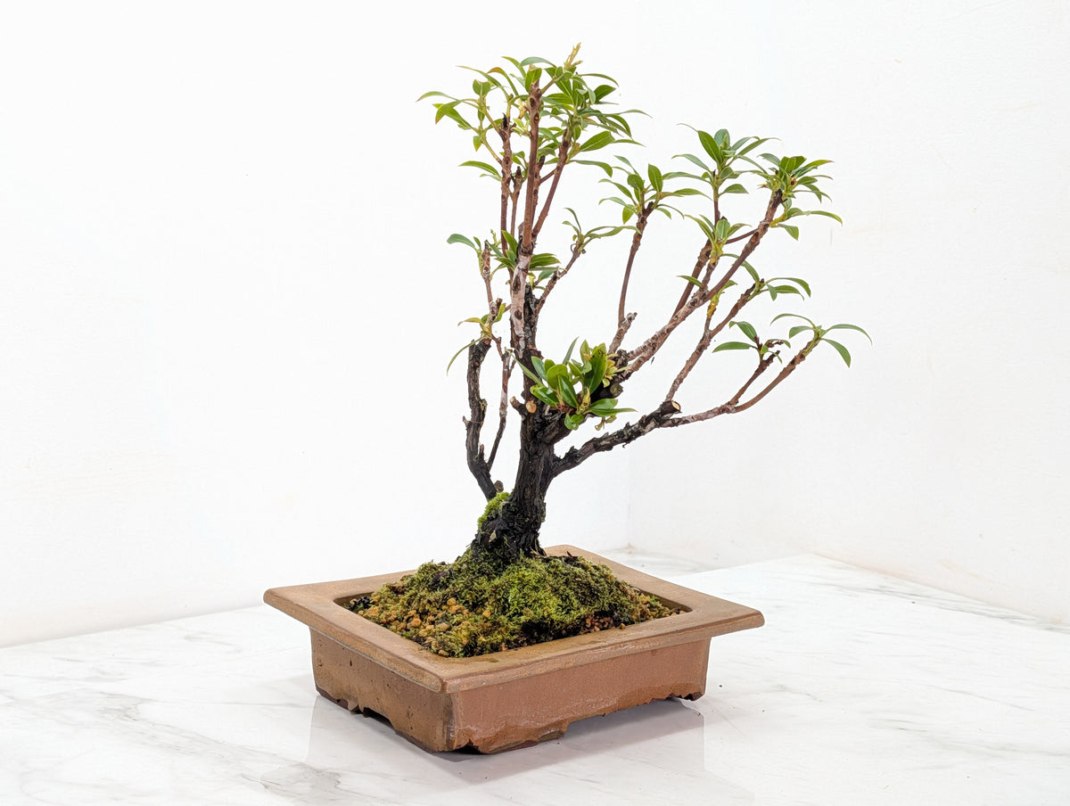 Kalmia Flowering  Bonsai