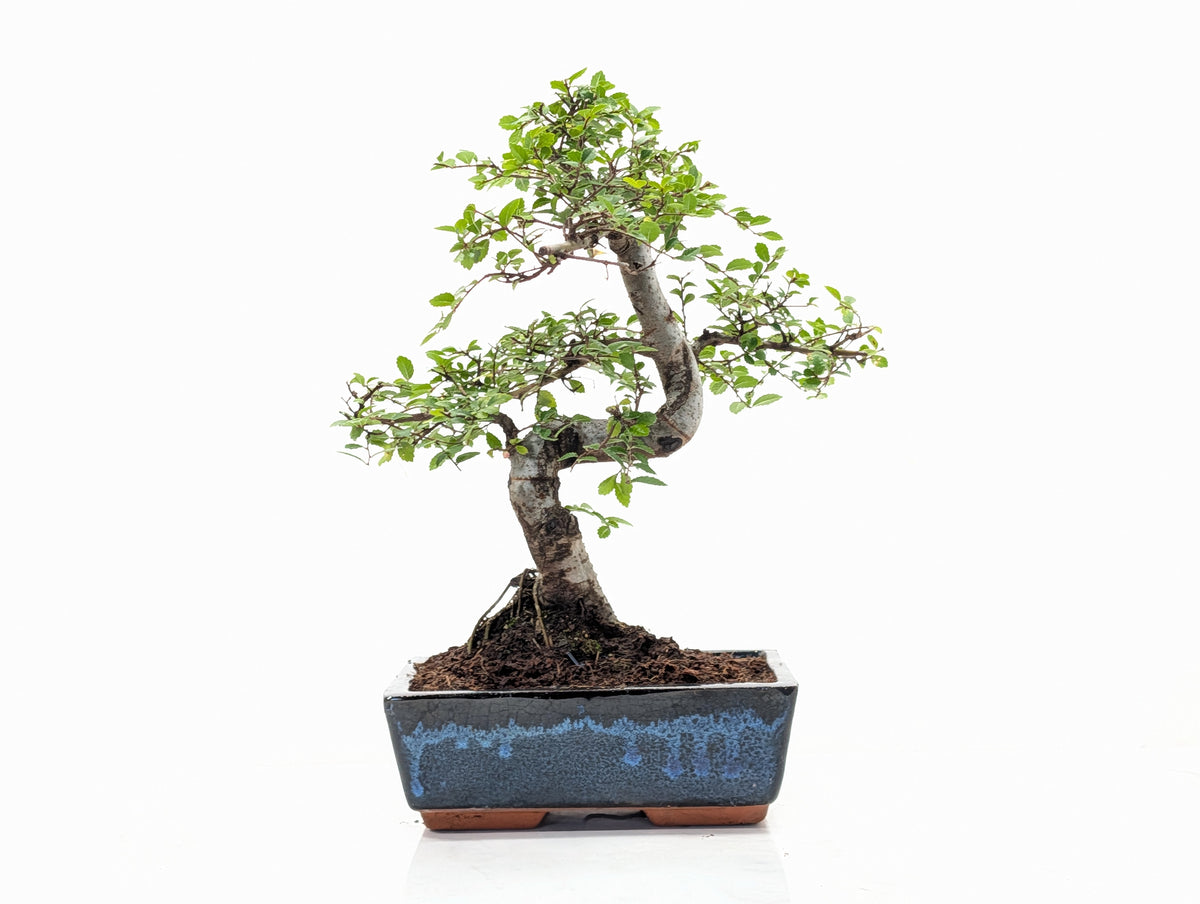 Chinese Elm Bonsai and Care Kit in 18cm Navy Ceramic Pot