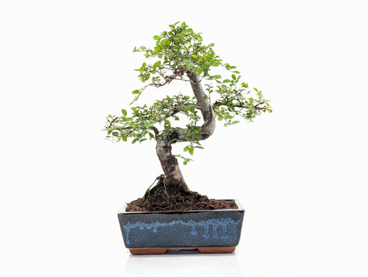 Chinese Elm Bonsai and Care Kit in 18cm Navy Ceramic Pot