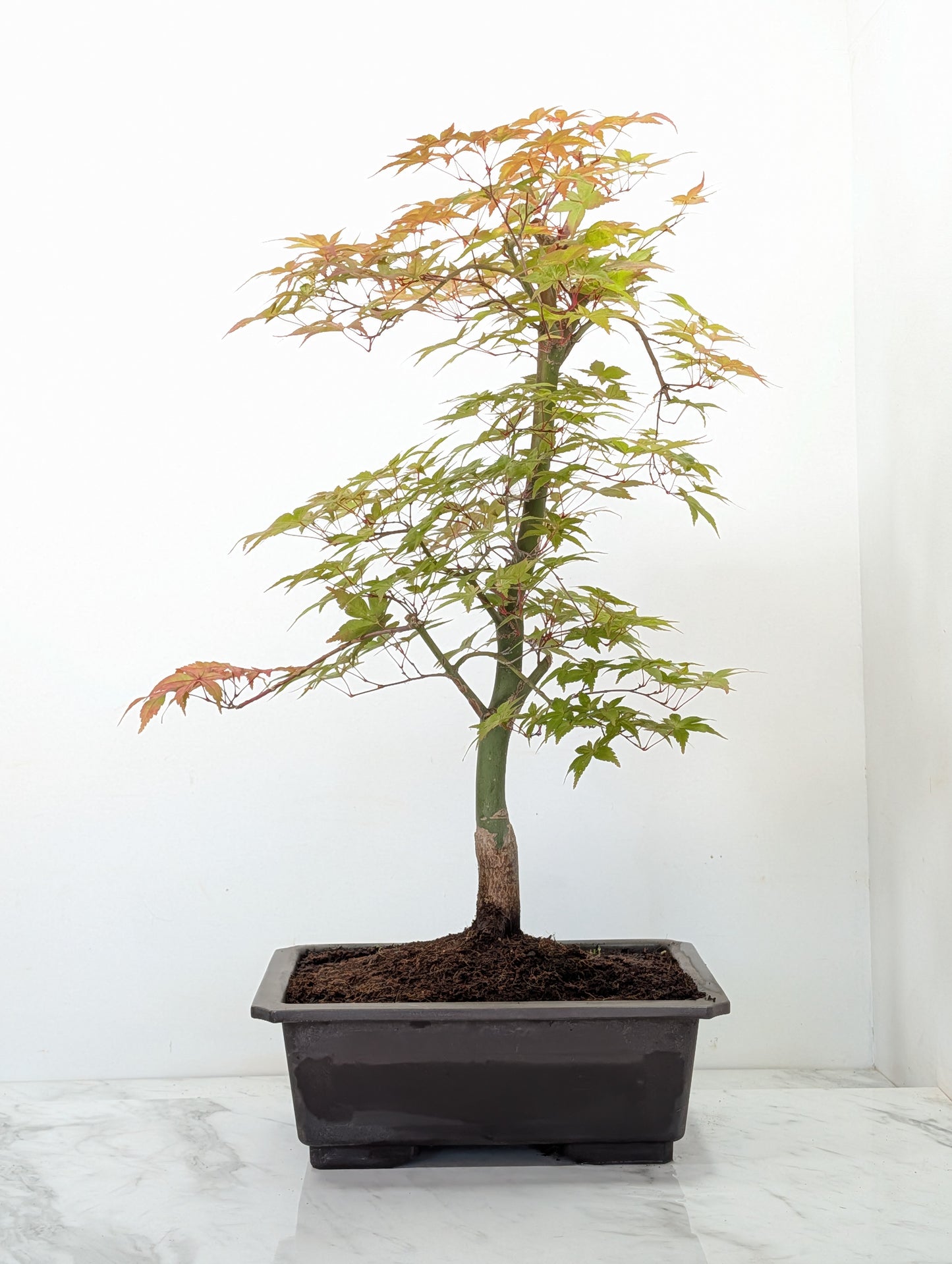 'Deshojo' Japanese Maple Bonsai
