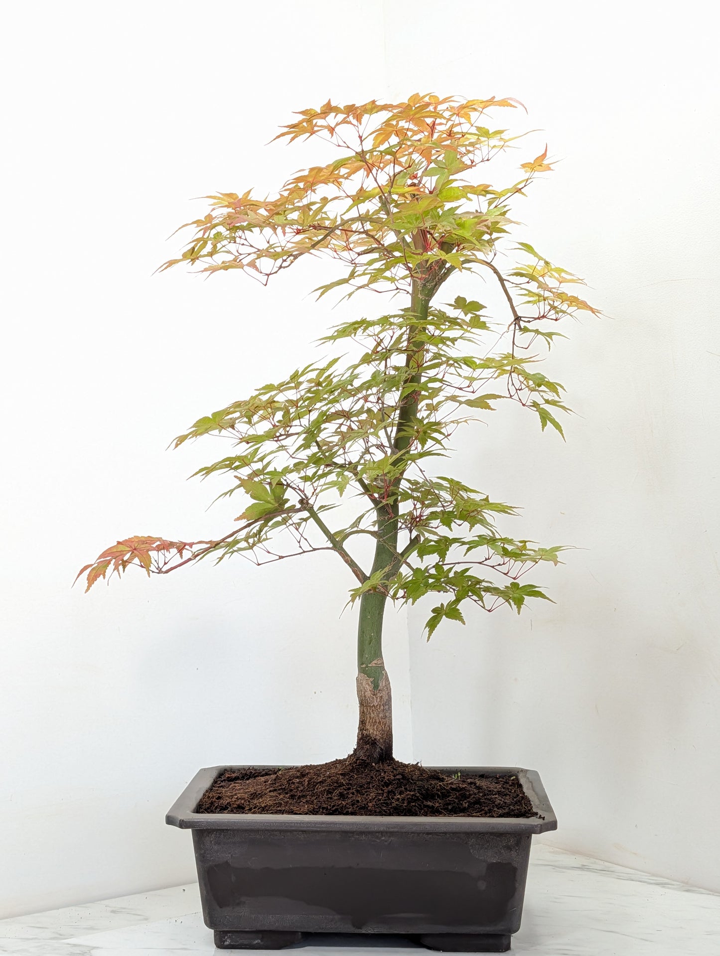 'Deshojo' Japanese Maple Bonsai
