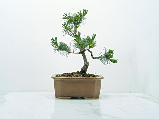 Japanese White Pine Bonsai