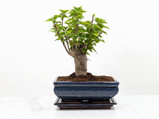 Bougainvillea - Pink Flowering Bonsai 20cm Blue Pot
