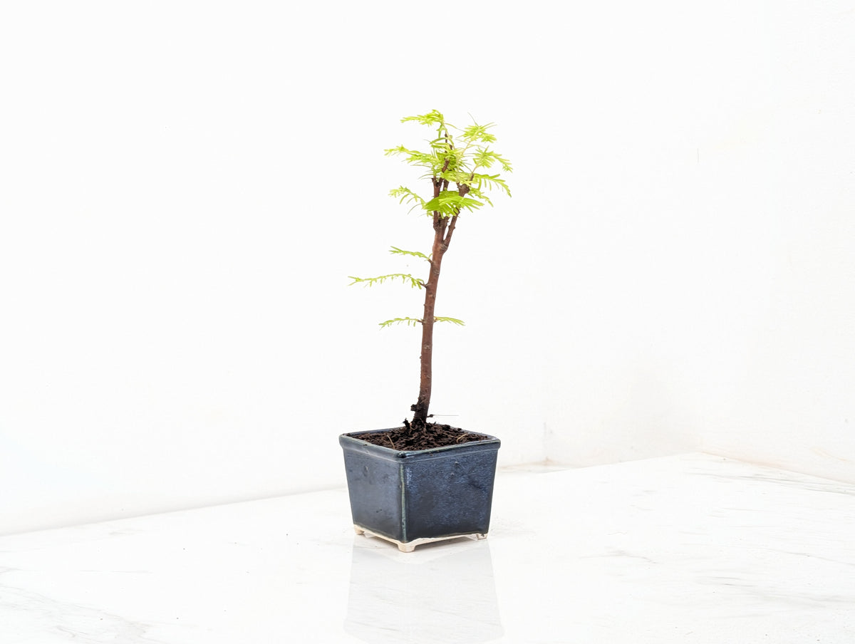 Dawn Redwood Bonsai Starter Tree