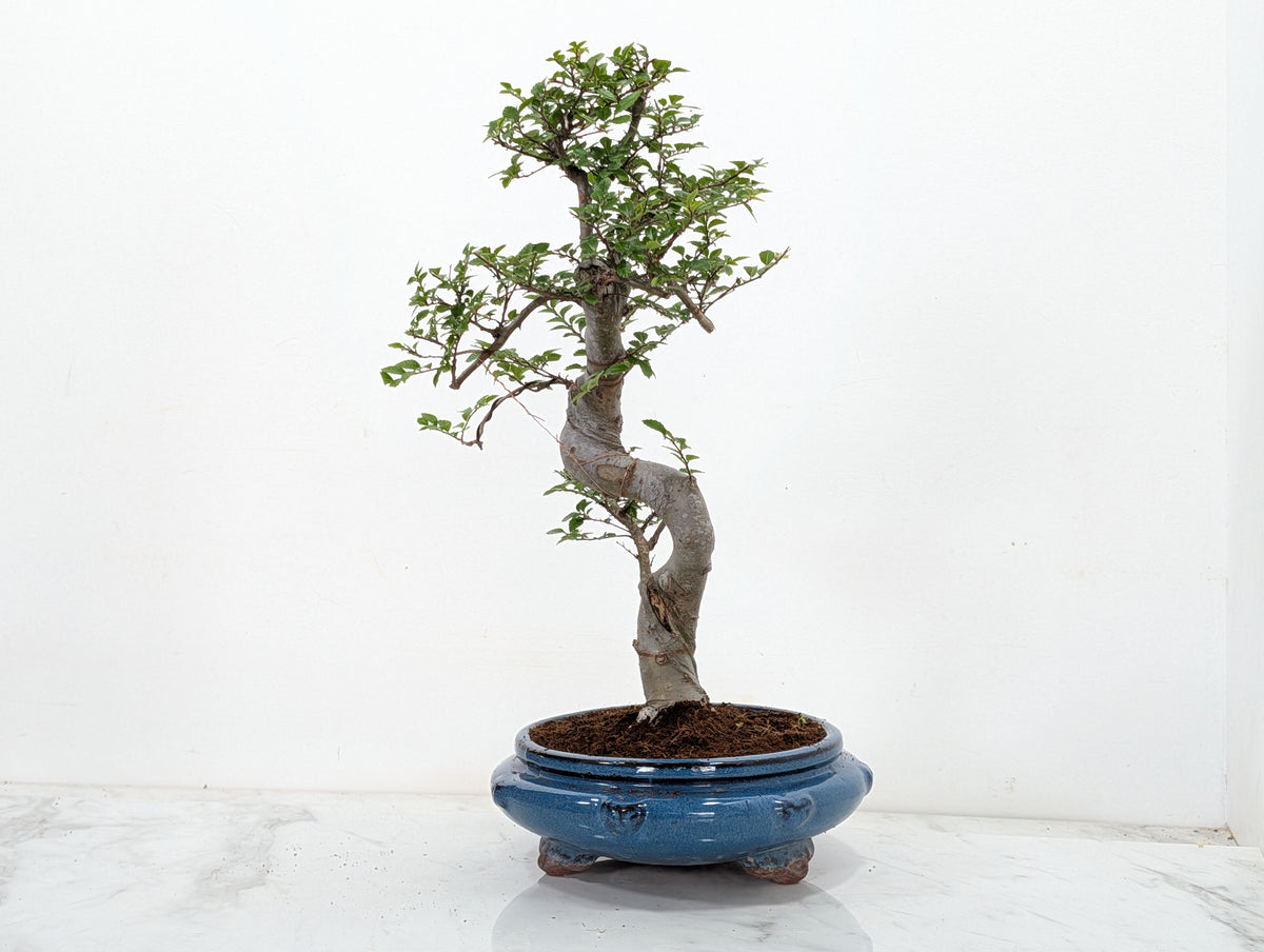 Chinese Elm Bonsai and Care Kit in 21cm Blue Round Ceramic Pot