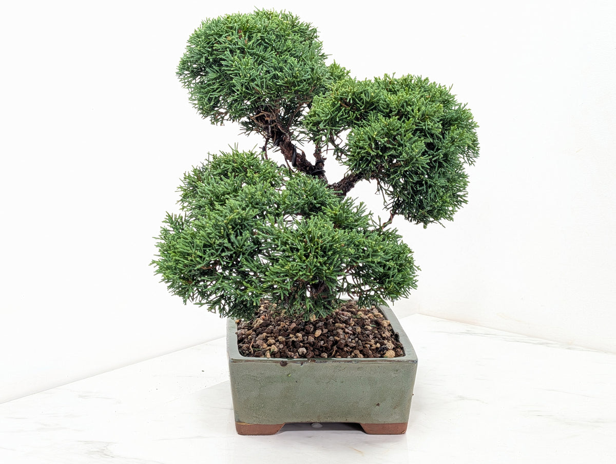 Juniper - Japanese Imported Bonsai