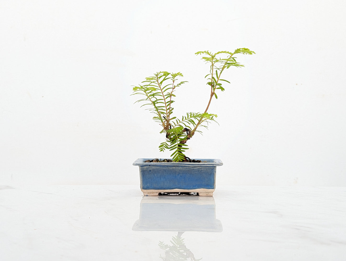 Dawn Redwood Bonsai Starter Tree