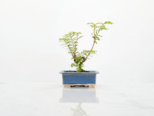 Dawn Redwood Bonsai Starter Tree