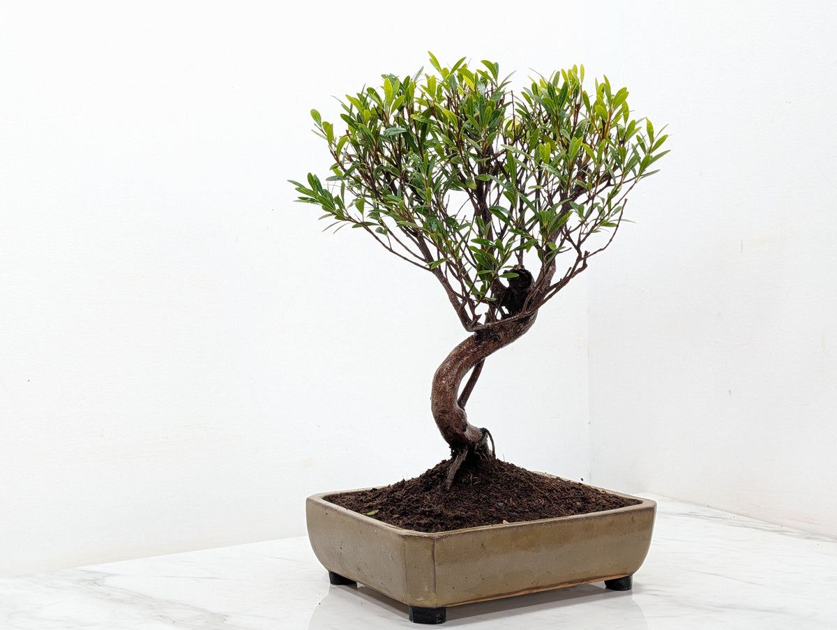 Chinese Myrtle Bonsai  S Trunk - 21cm Tundra Ceramic Pot & Care Kit