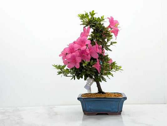 Satsuki Azalea Bonsai & Care Kit