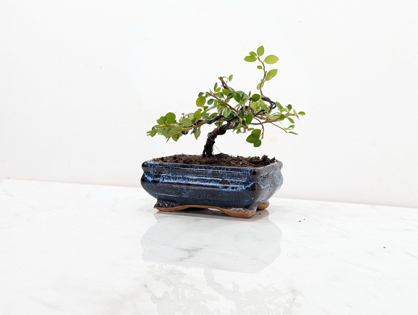 Cotoneaster Bonsai Starter Tree