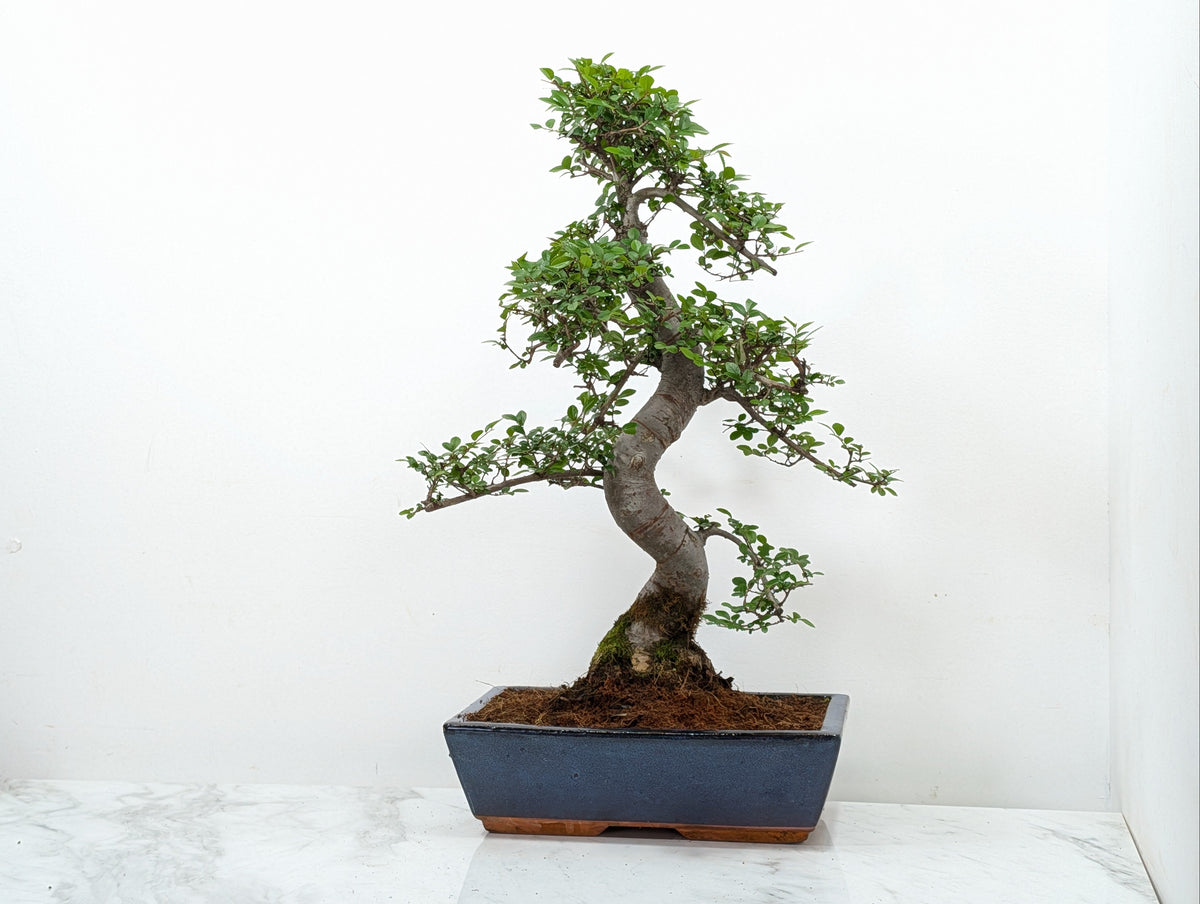 Large Chinese Elm Bonsai in 30cm Blue Ceramic Pot