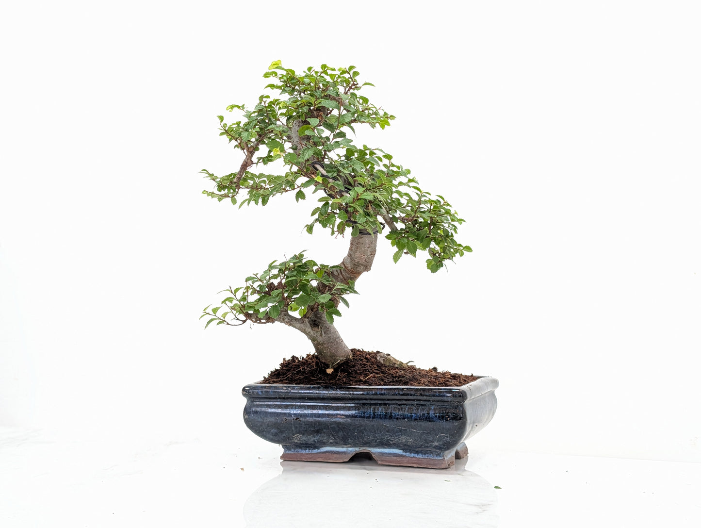 Chinese Elm Bonsai and Care Kit in 18cm Navy Ceramic Pot