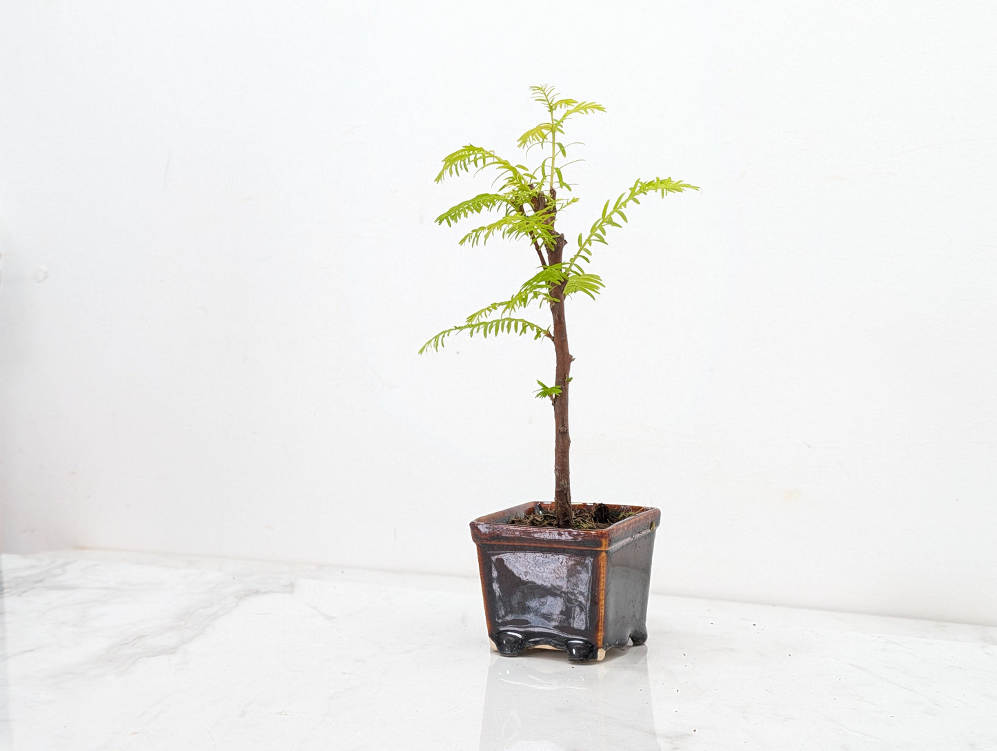 Dawn Redwood Bonsai Starter Tree