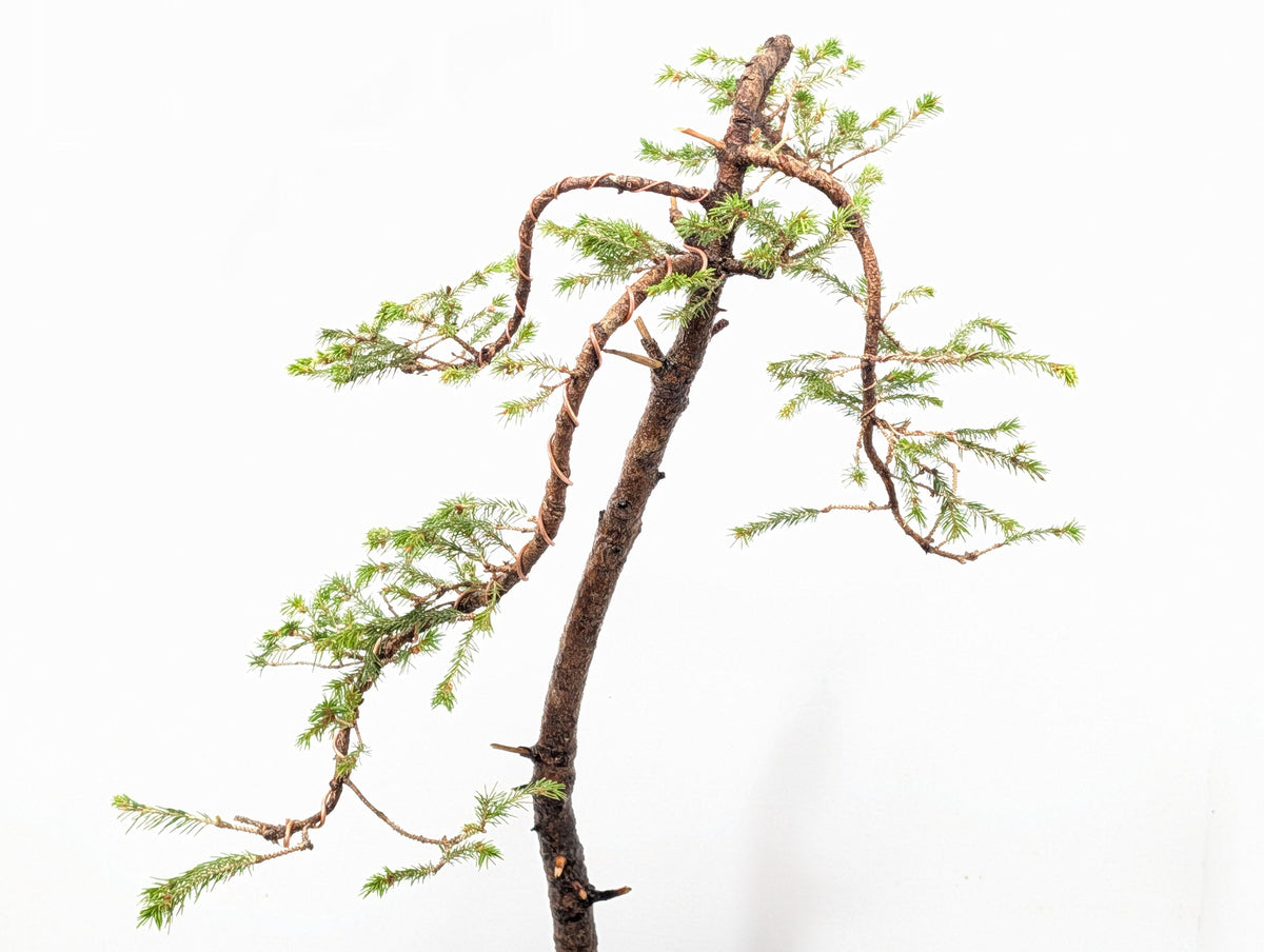 Spruce Bonsai - 25cm Venus Brown Ceramic