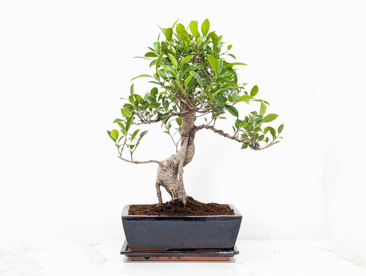 Banyan Fig Bonsai -25cm Blue Pot /Tray + Care Kit